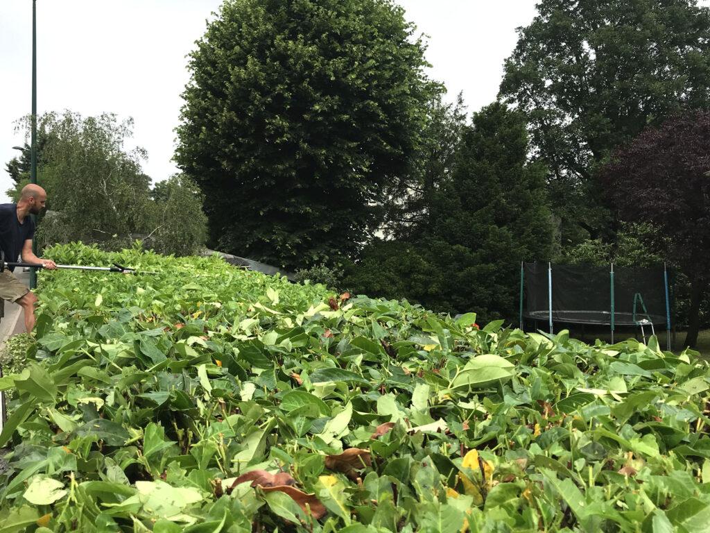 Cutting top of hedge