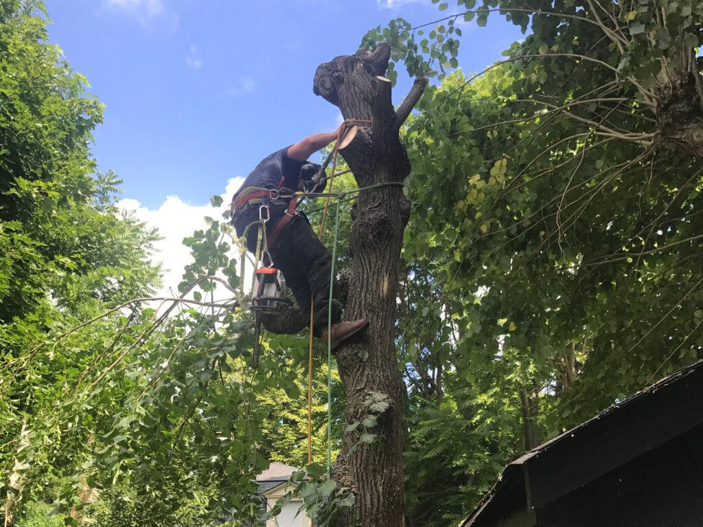 Tree Surgery